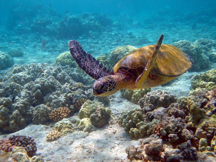Where to See Sea Turtles in the Caribbean